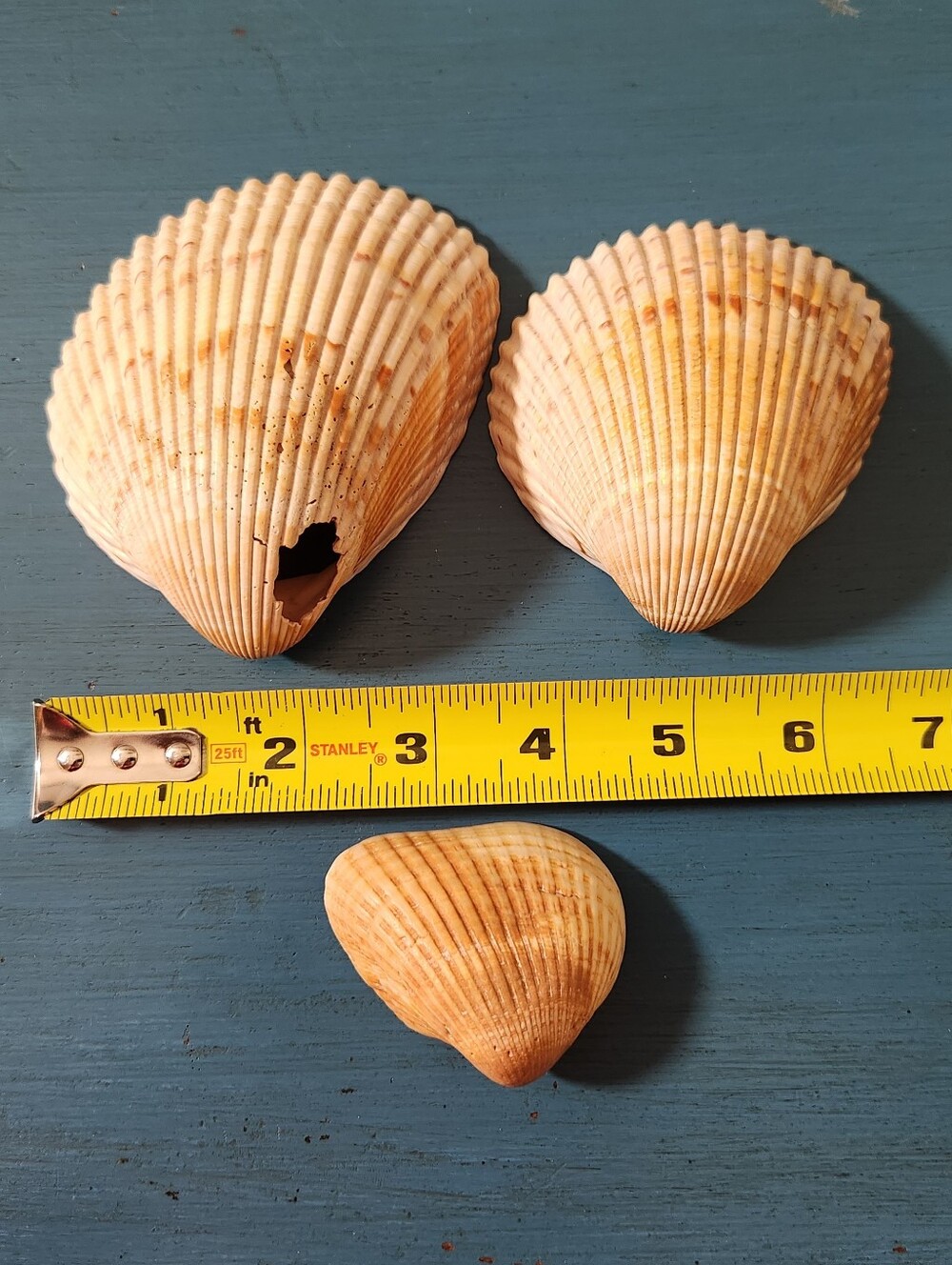 Natural Sea Shell Bundle - Picture 7 of 7